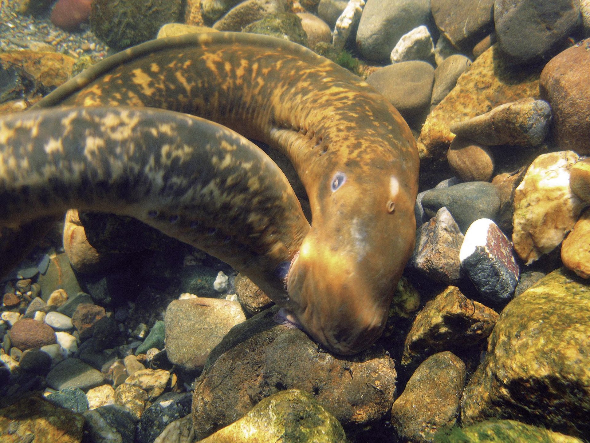 Itsas lanproia (Petromyzon marinus)