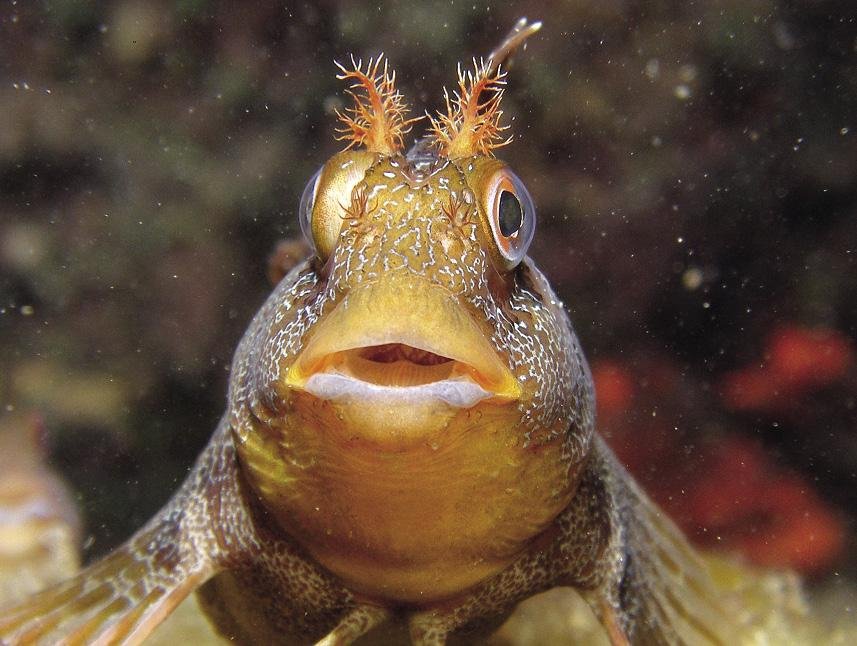 Kabuxa (Parablennius gattorugine)