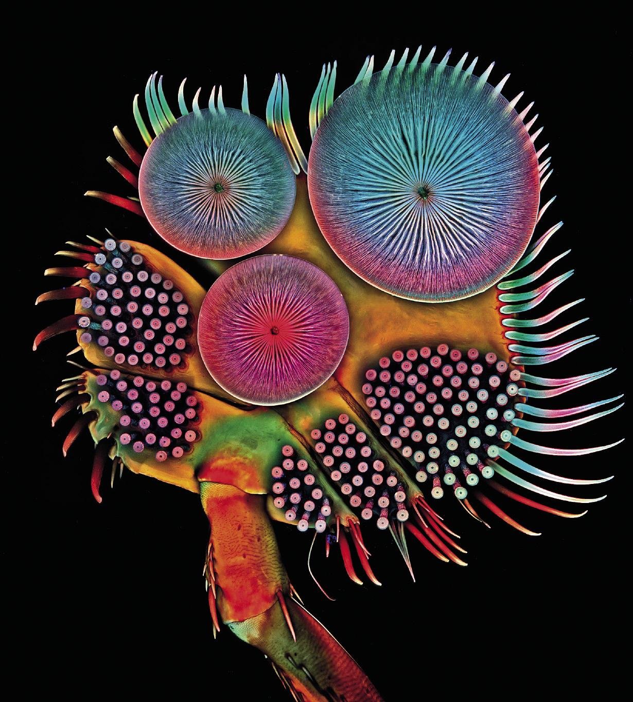 Kakalardo urpekari arraren aurreko oina