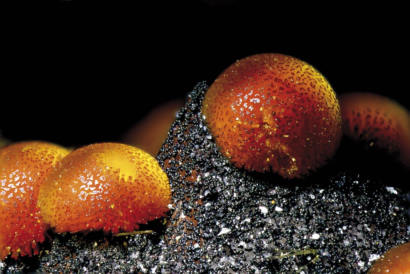 Kakoxenita minerala (x18)