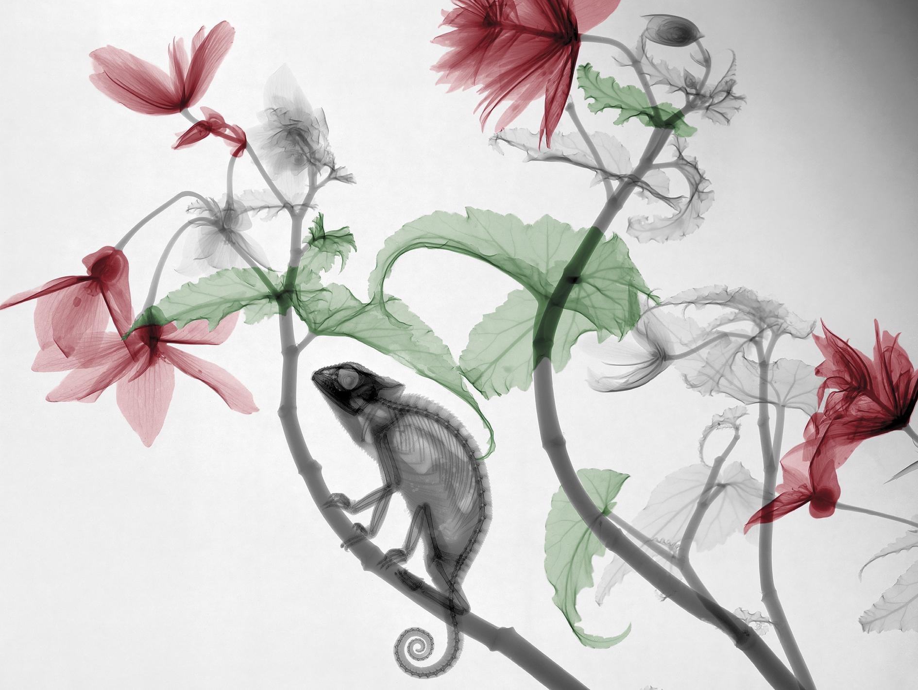 Kamaleoia_Erradiografia16