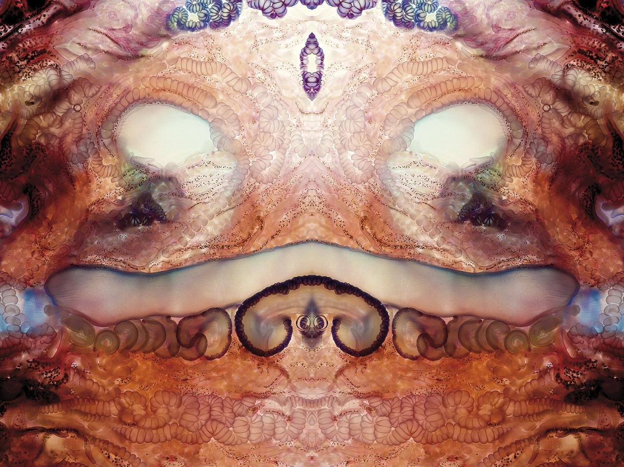 Karabela portugesa 1142