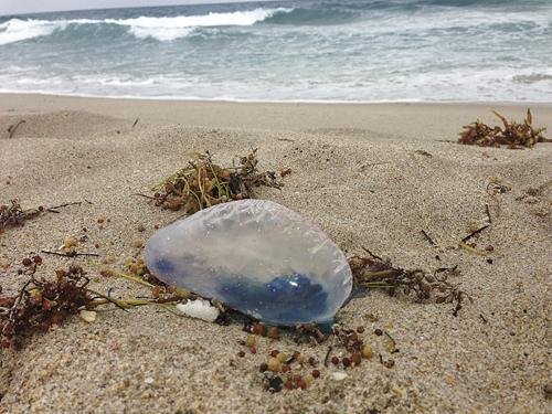 Karabela portugesa 1386