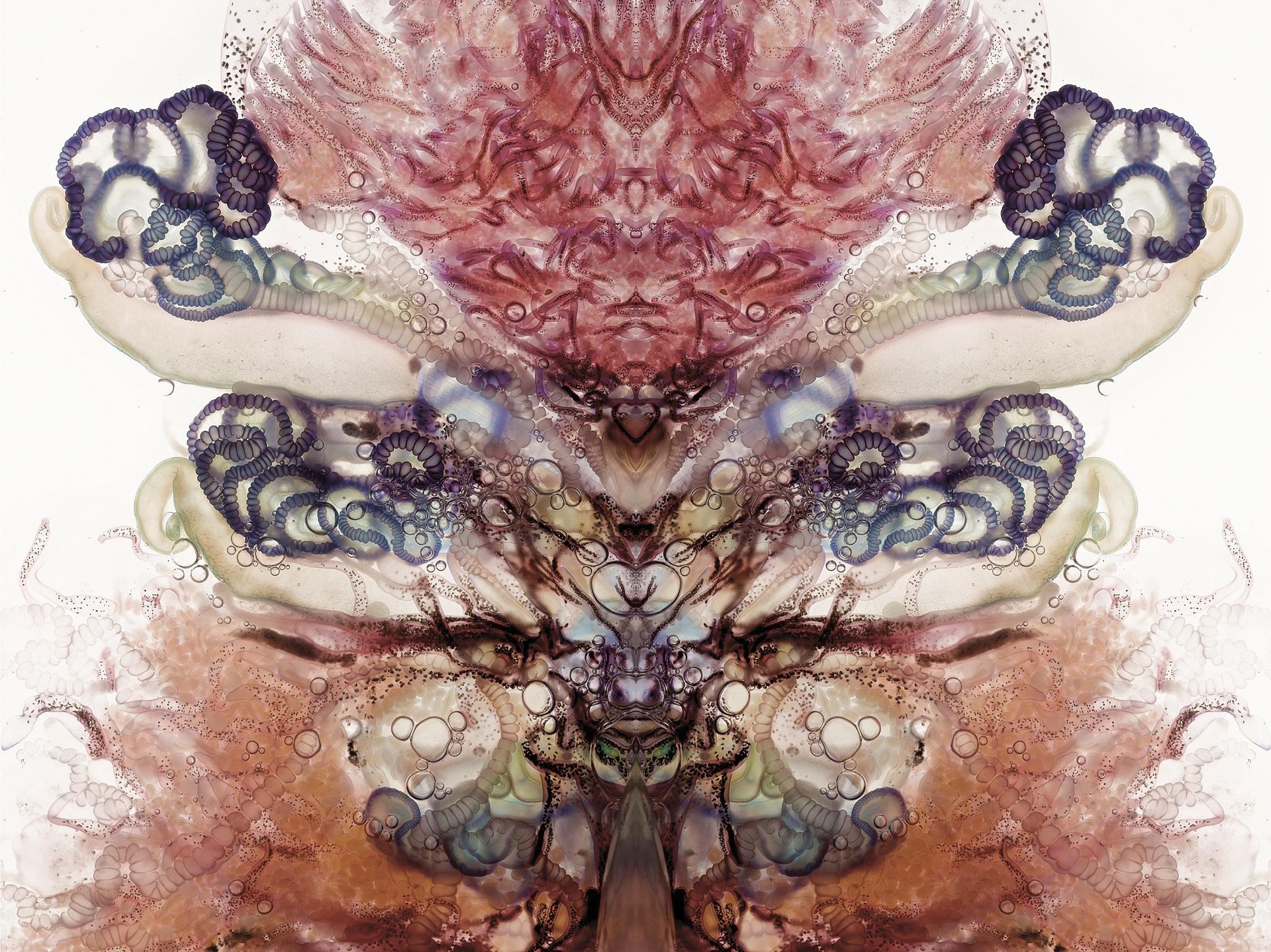 Karabela portugesa 482