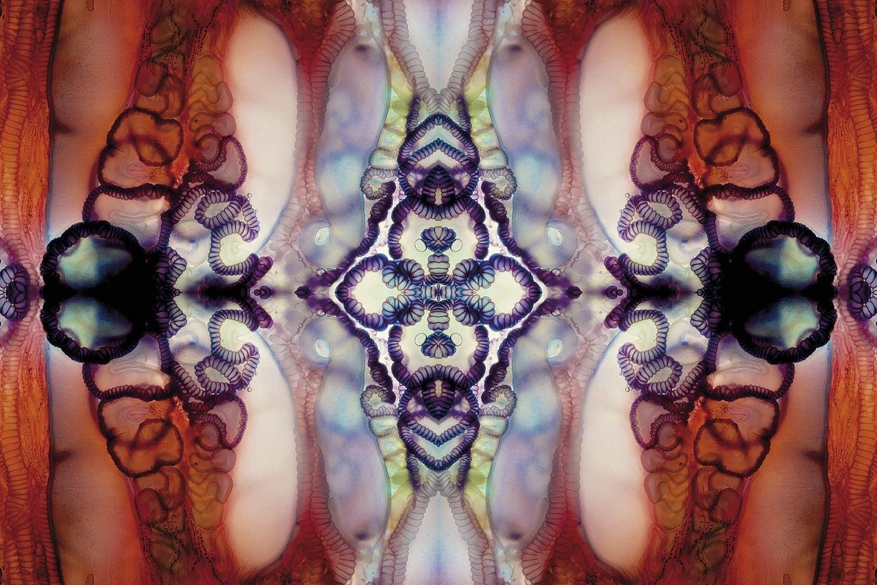 Karabela portugesa 995