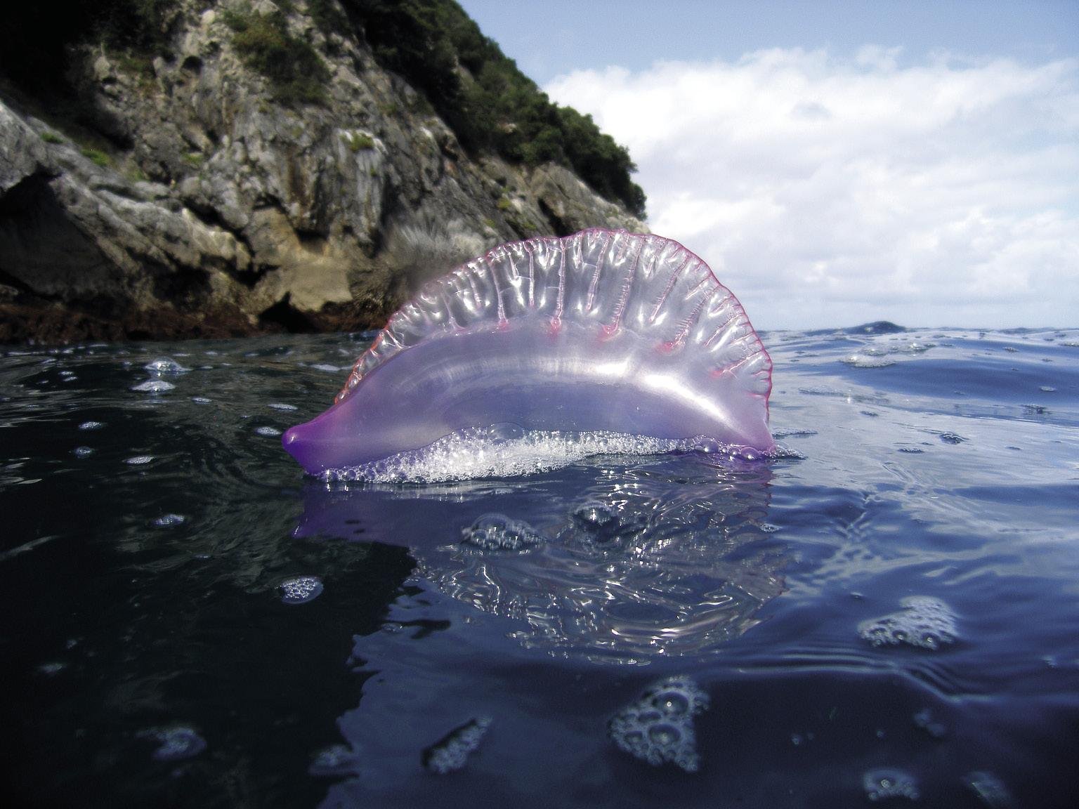 Karabela portugesa (Physalia physalis)