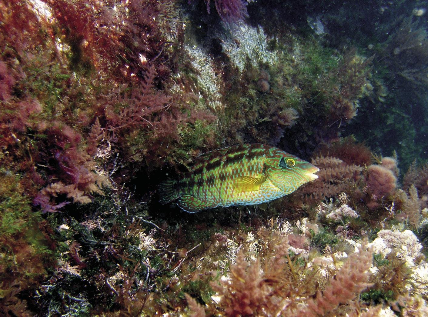 Karraspio begiubela (Symphodus melops)