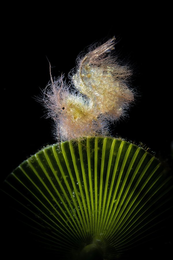 Kontraargi magikoa ("Magid Backlit")