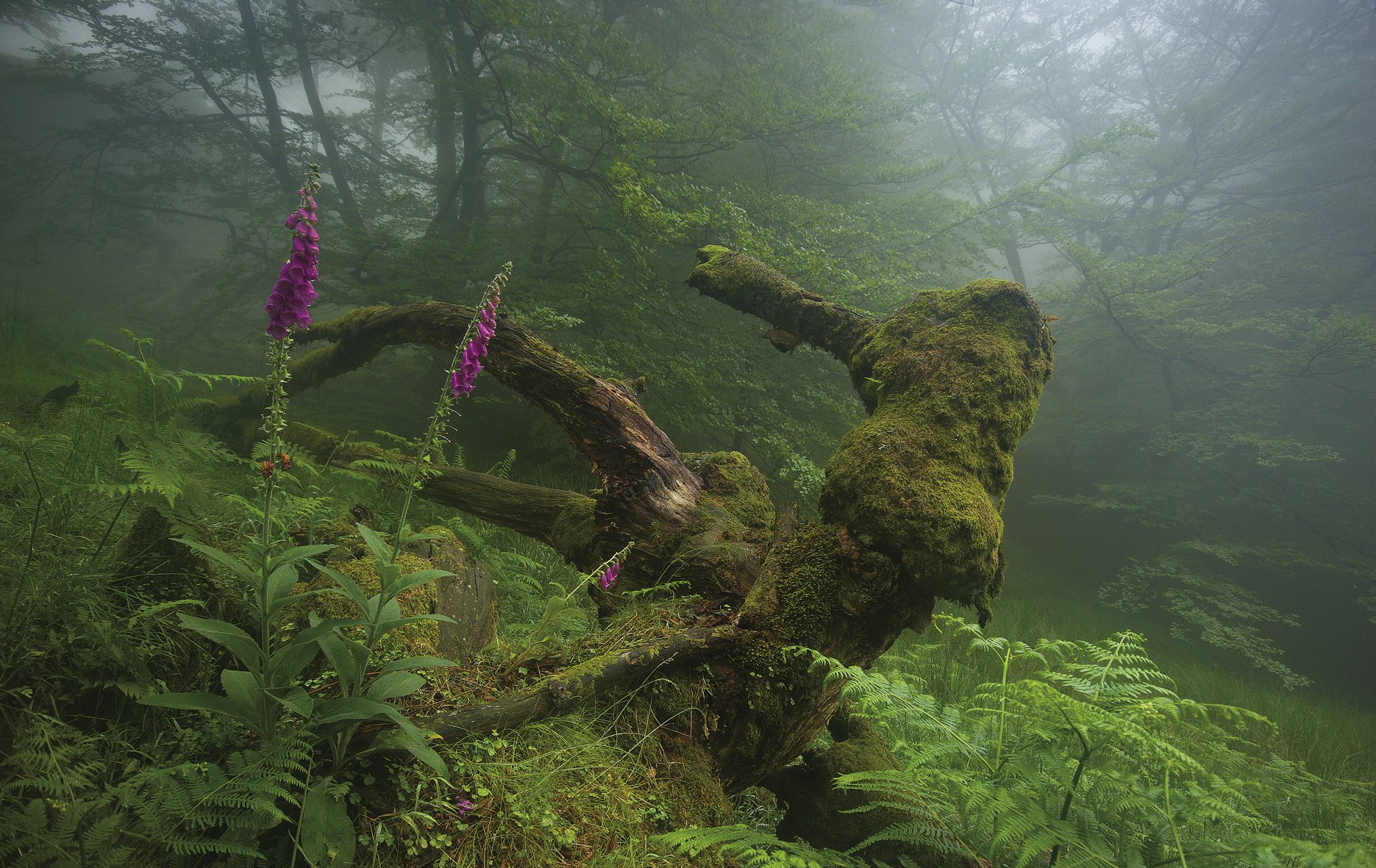 Kukuprakak Gorbeiako Parke Naturalean