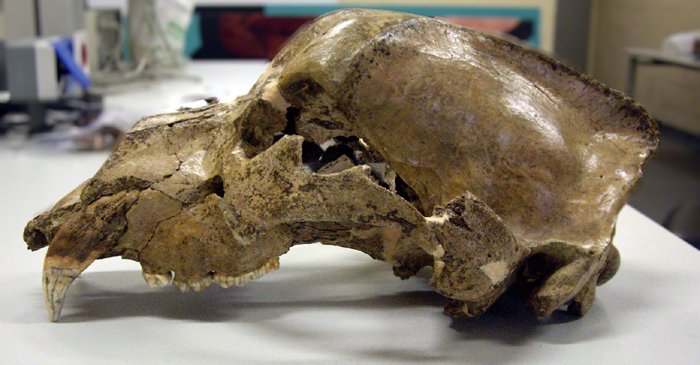 LEIZE-HARTZ BATEN IBILERAK ARO MODERNOAN