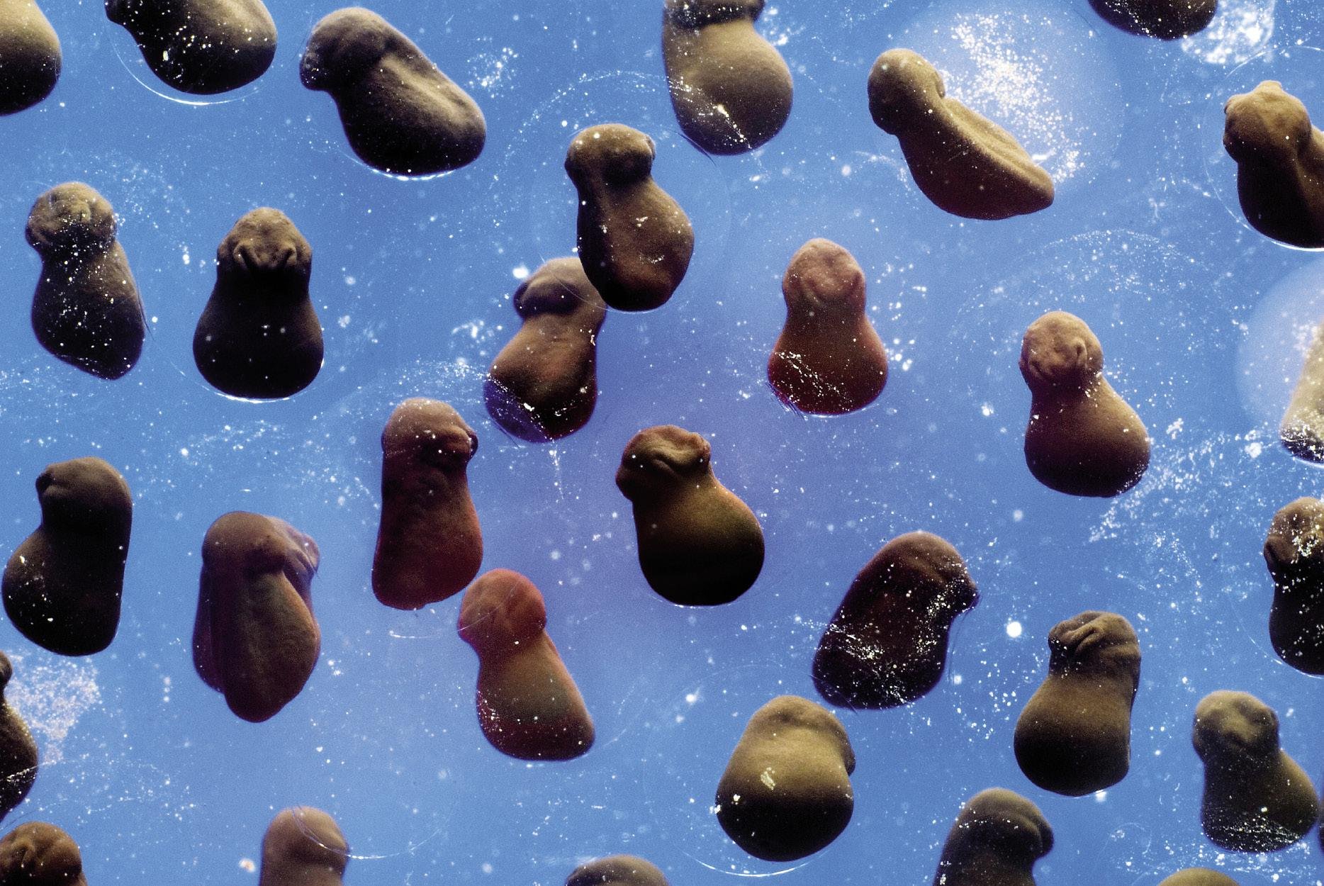 Lehen irribarrea (La primera sonrisa)