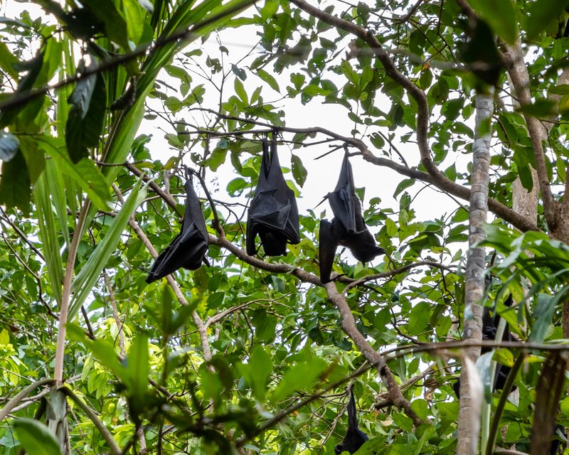 Saguzarrak zintzilik 