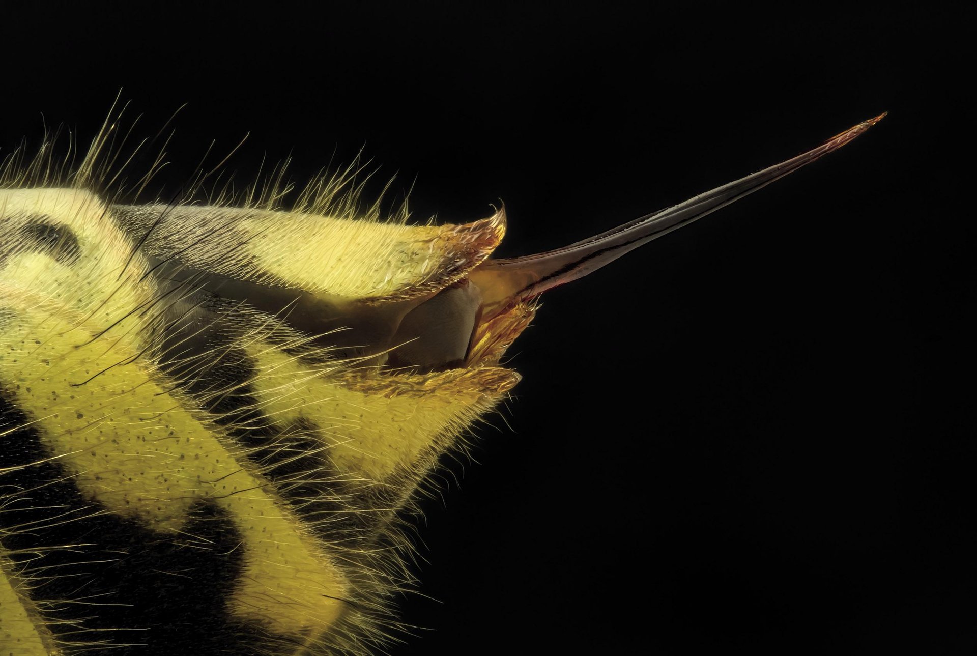 Liztorraren (Vespula vulgaris) eztena (x5)