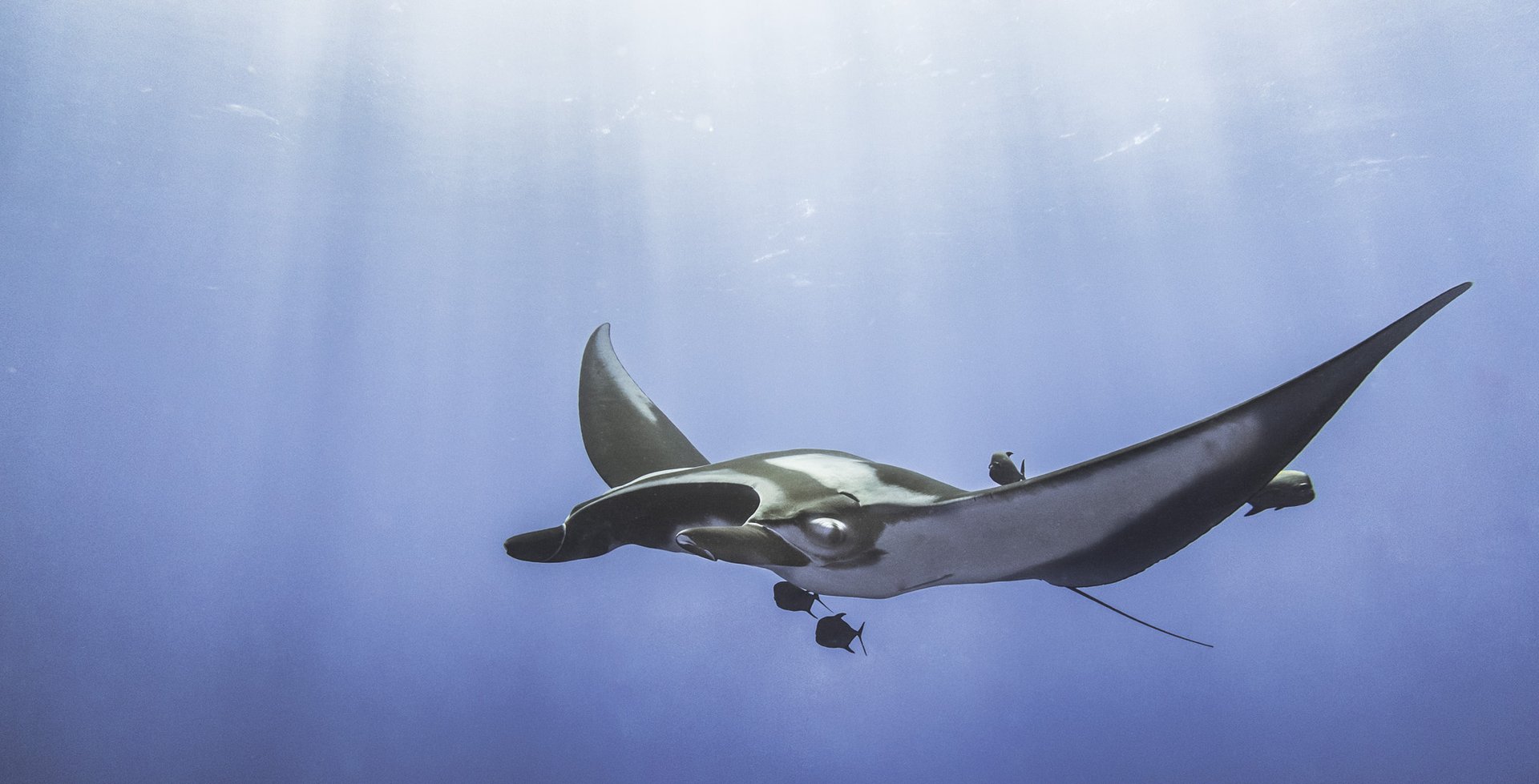 Manta erraldoia Manta erraldoia