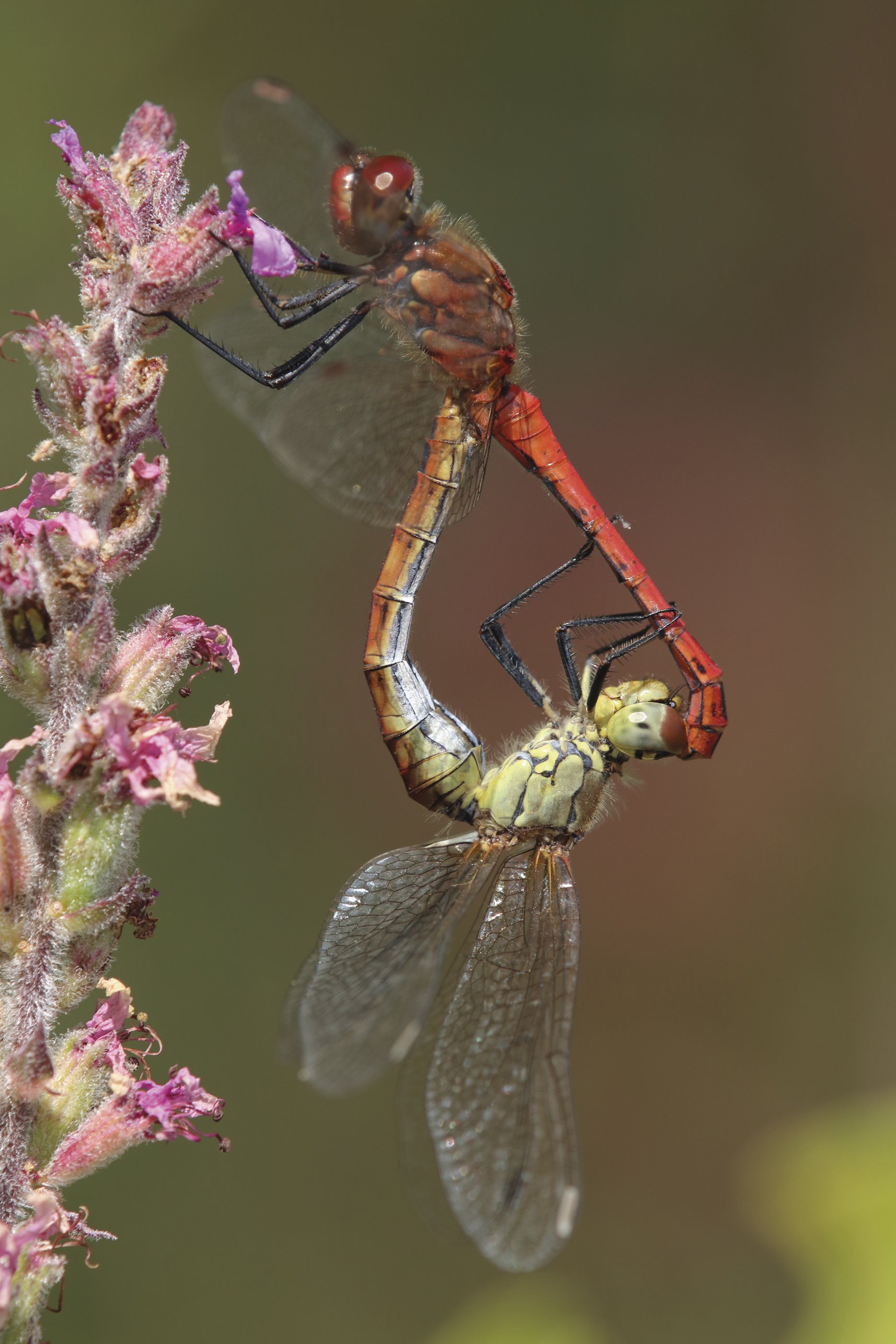 Mariburruntzi hankabeltza (Sympetrum sanguineum) Mariburruntzi hankabeltza (Sympetrum sanguineum)