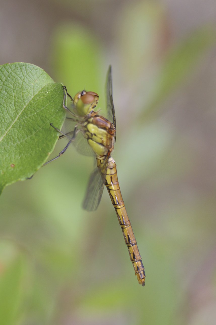 Mariburruntzi marraduna (Sympetrum striolatum)_4 Mariburruntzi marraduna (Sympetrum striolatum)_4
