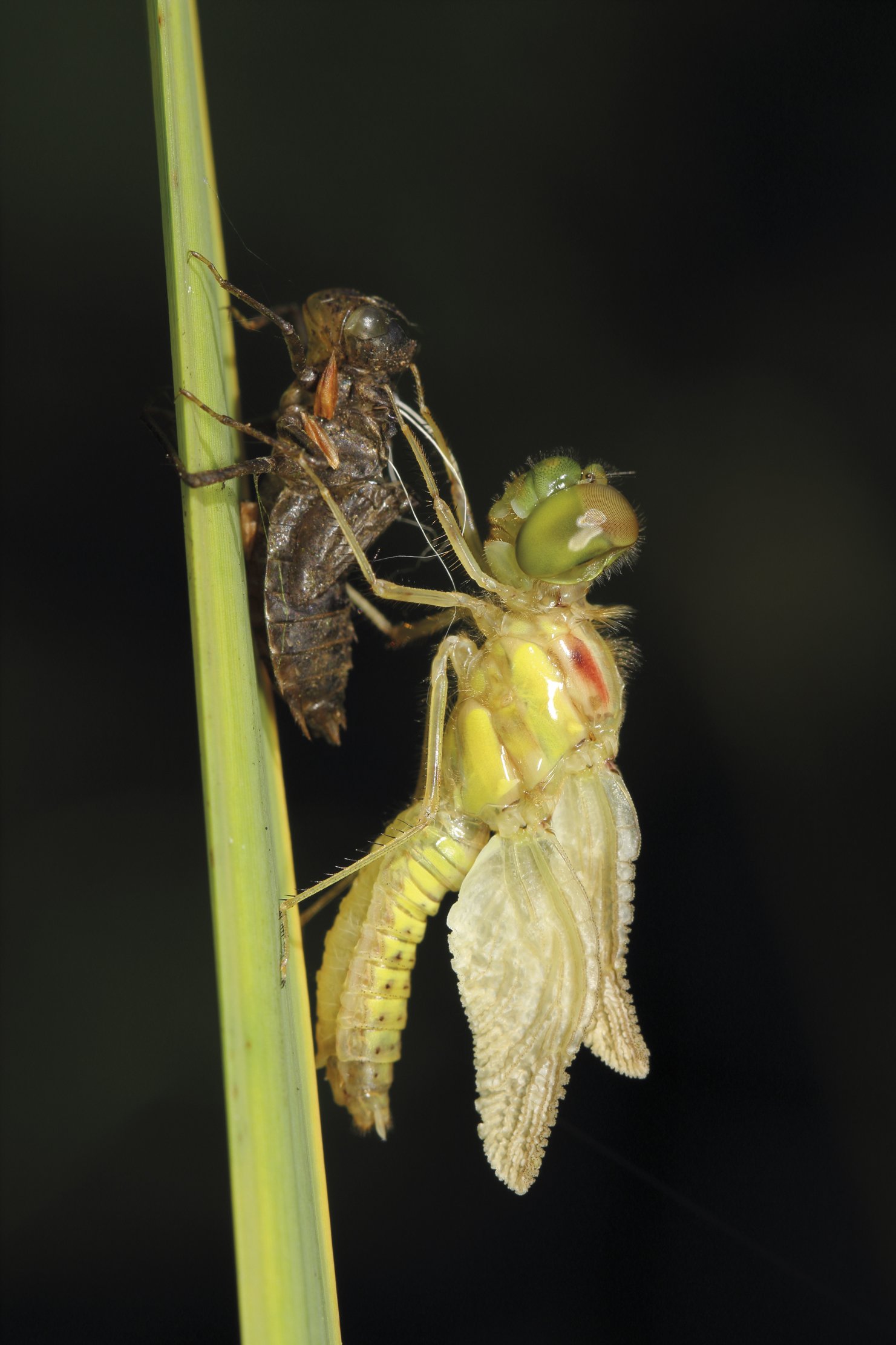 Mariburruntzi marraduna (Sympetrum striolatum)_3 Mariburruntzi marraduna (Sympetrum striolatum)_3
