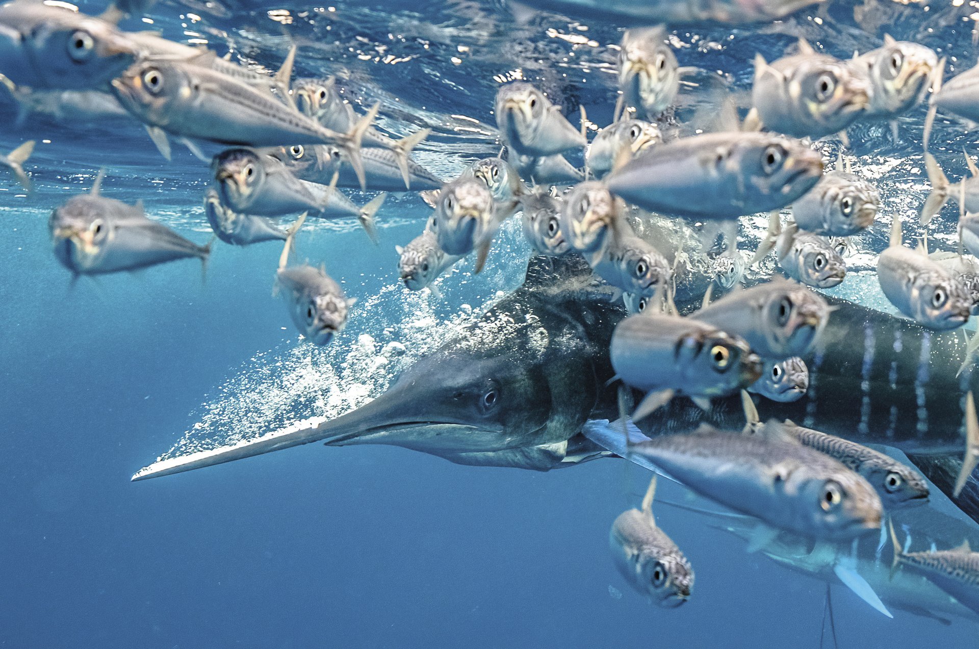 Marlin marradun bat abiada handiko ehizan Marlin marradun bat abiada handiko ehizan