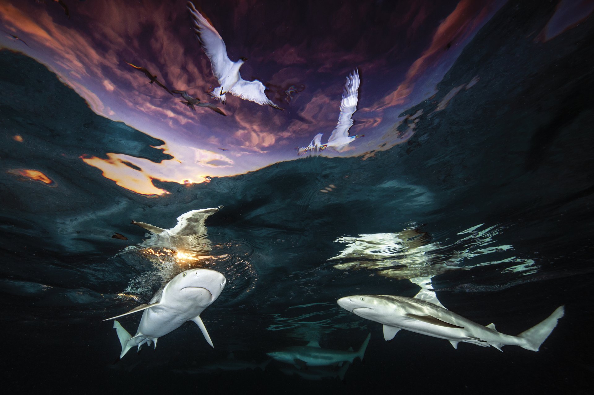 Marrazoen sabai-leihoa (Sharks’ skylight) Marrazoen sabai-leihoa (Sharks’ skylight)