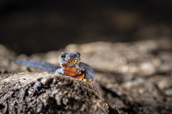 Mesotriton alpestris, Del Paño haitzuloa Mesotriton alpestris, Del Paño haitzuloa