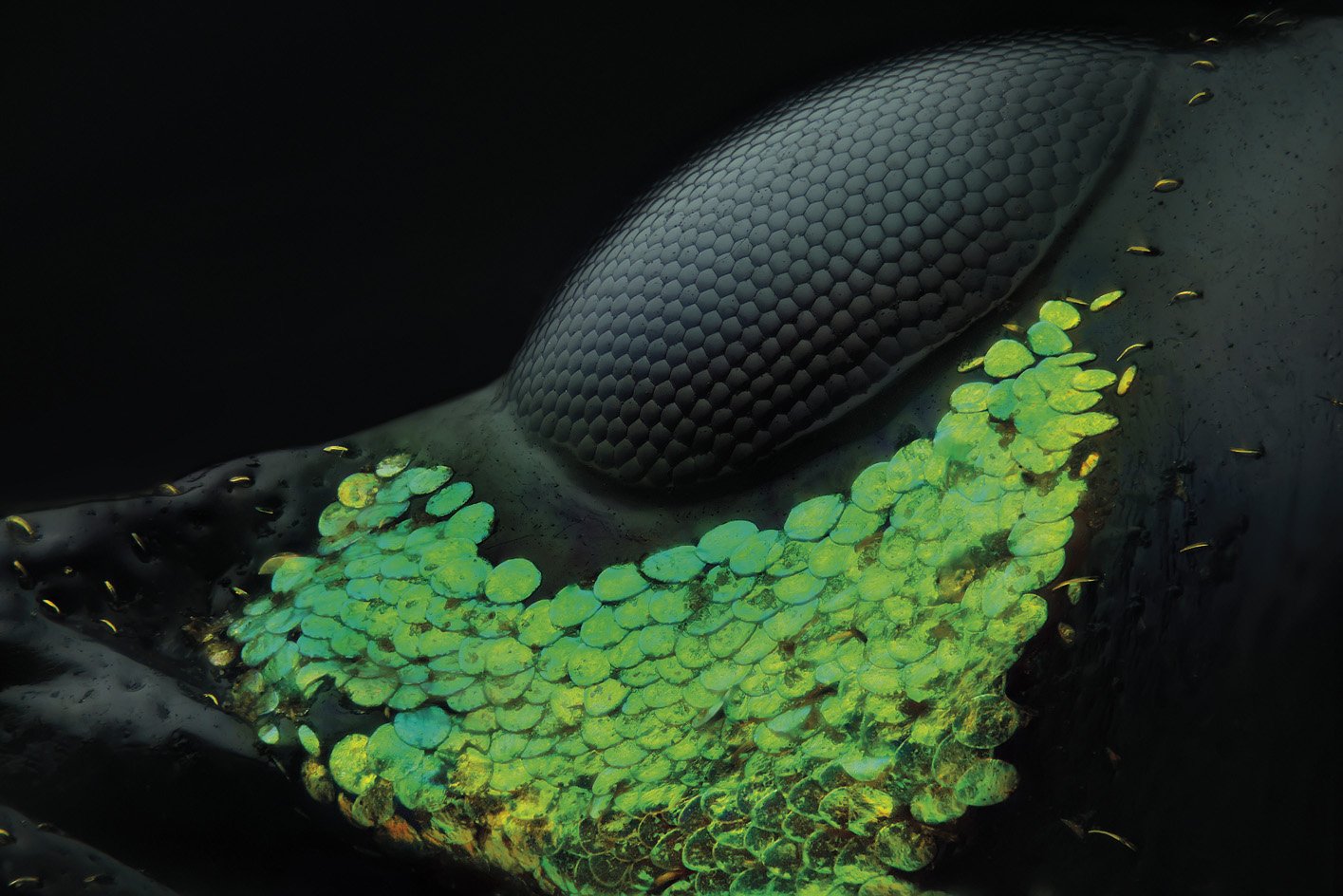 Metapocyrtus subquadrulifer gurgurioaren begia