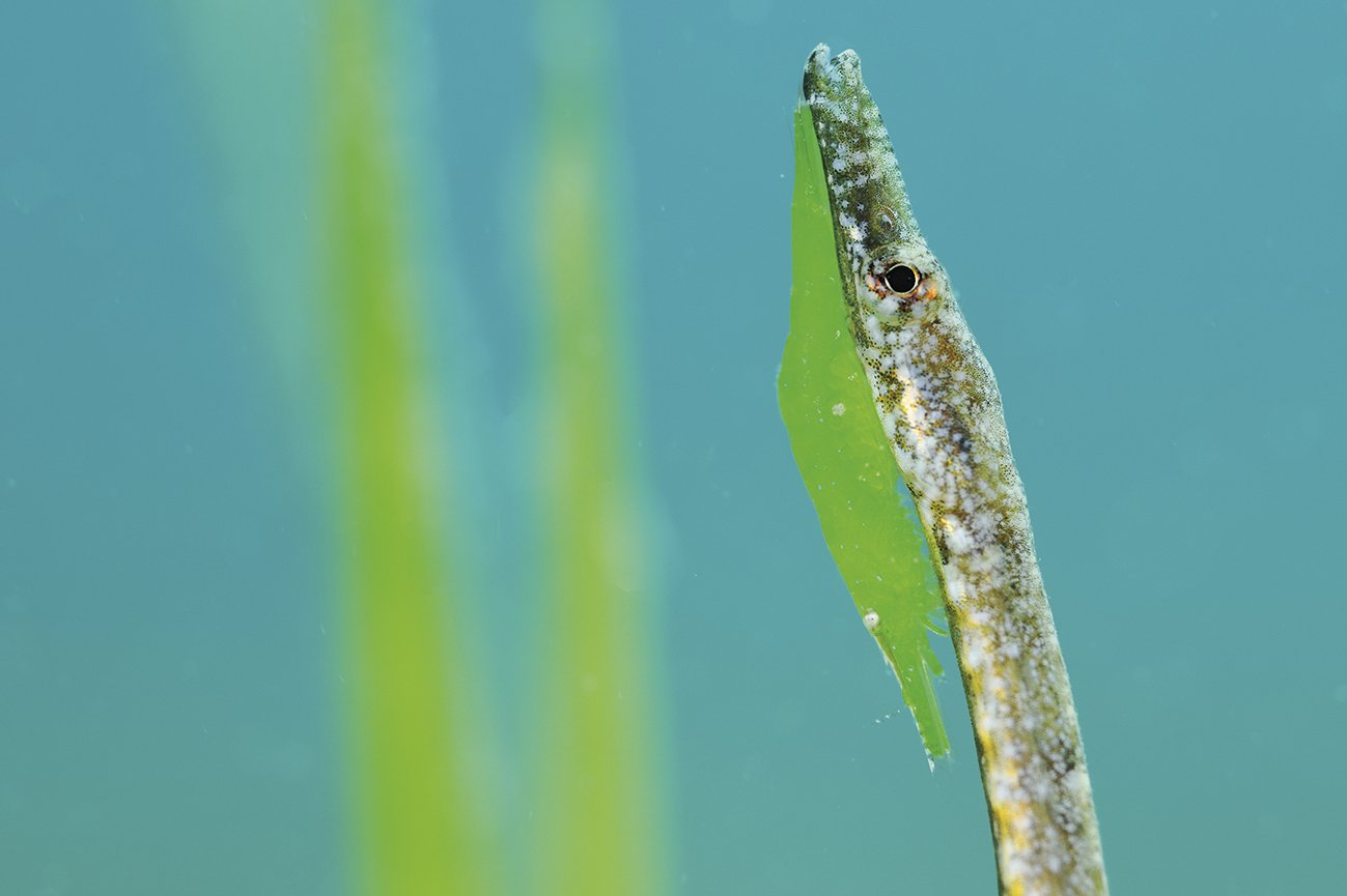 Mimetismoa (Mimicry)