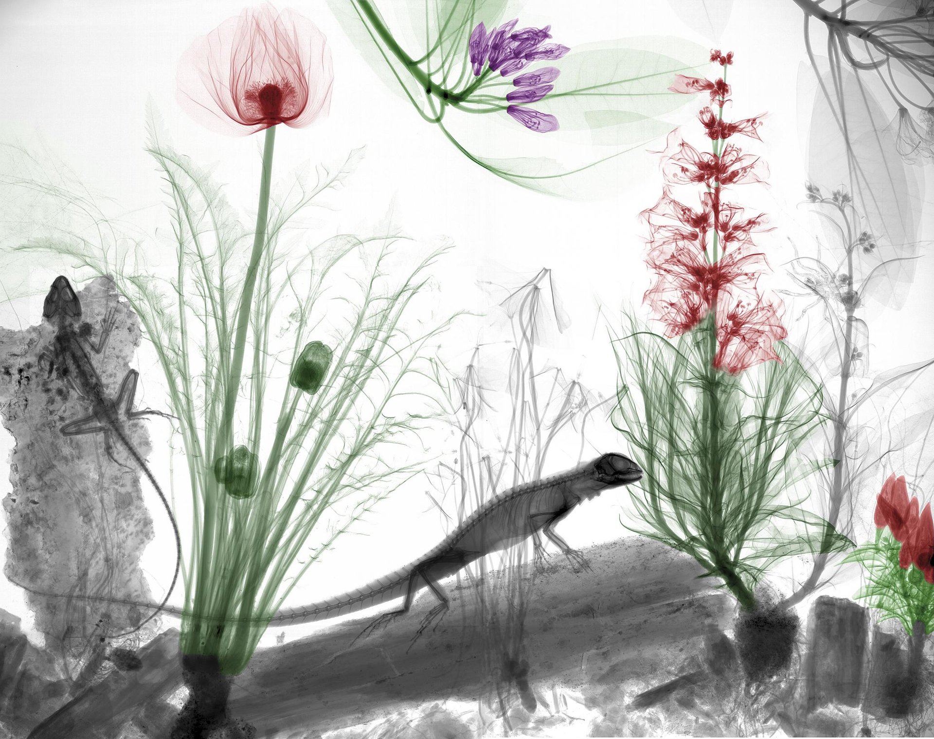 Muskerra_Erradiografia17