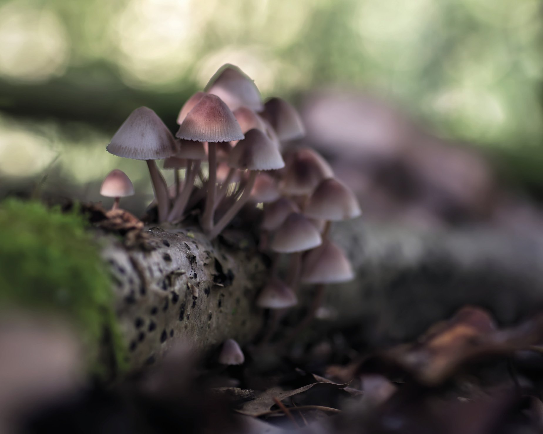 Mycena haematopus Mycena haematopus