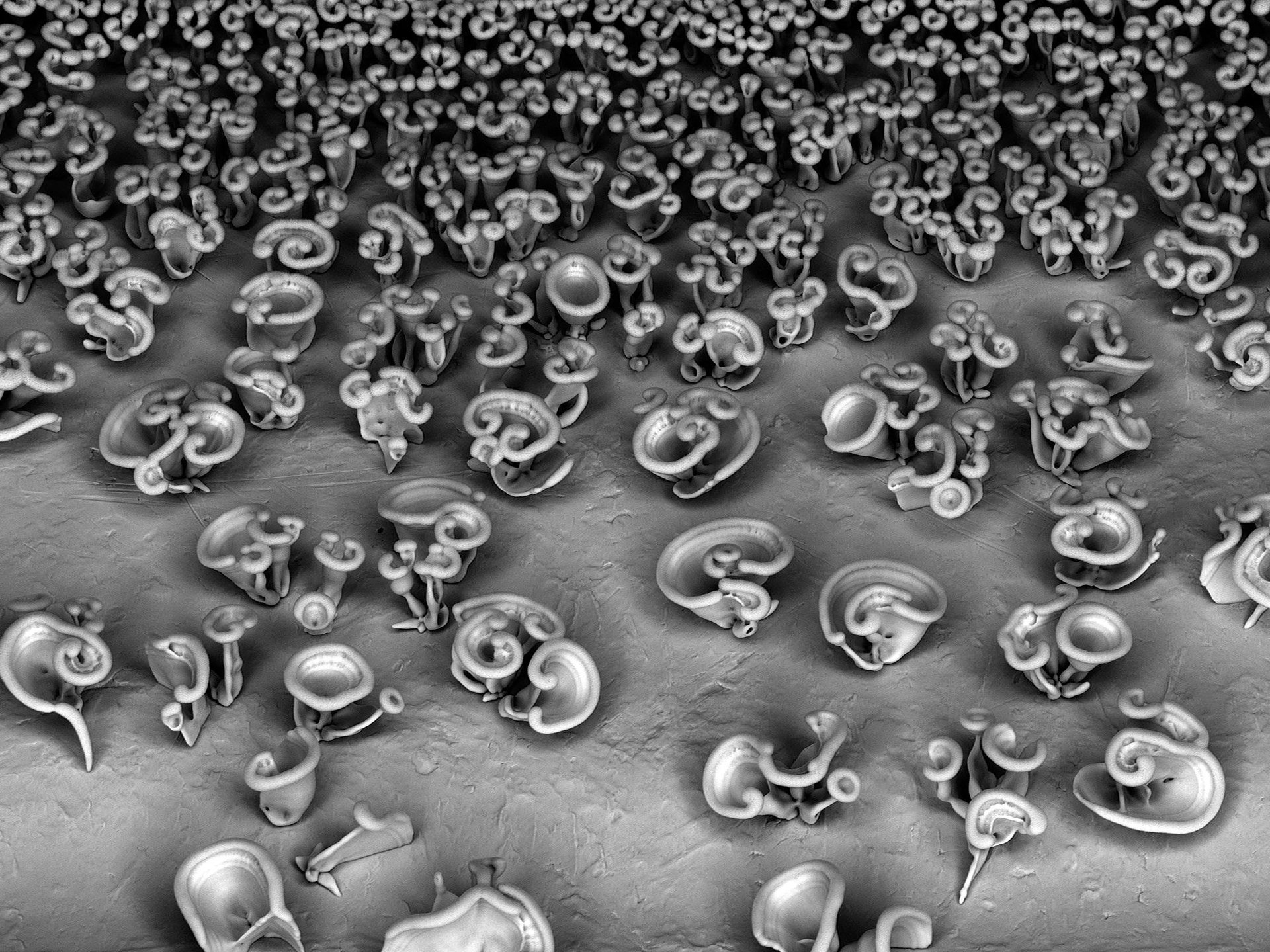 Nanolore mineralak1111 Nanolore mineralak1111