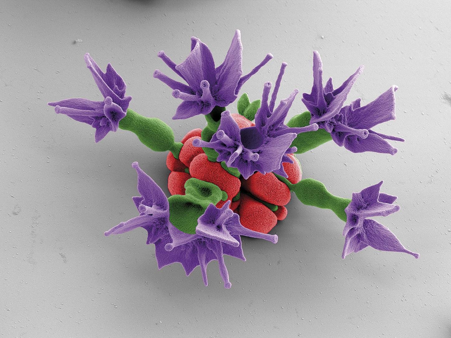Nanolore mineralak951 Nanolore mineralak951