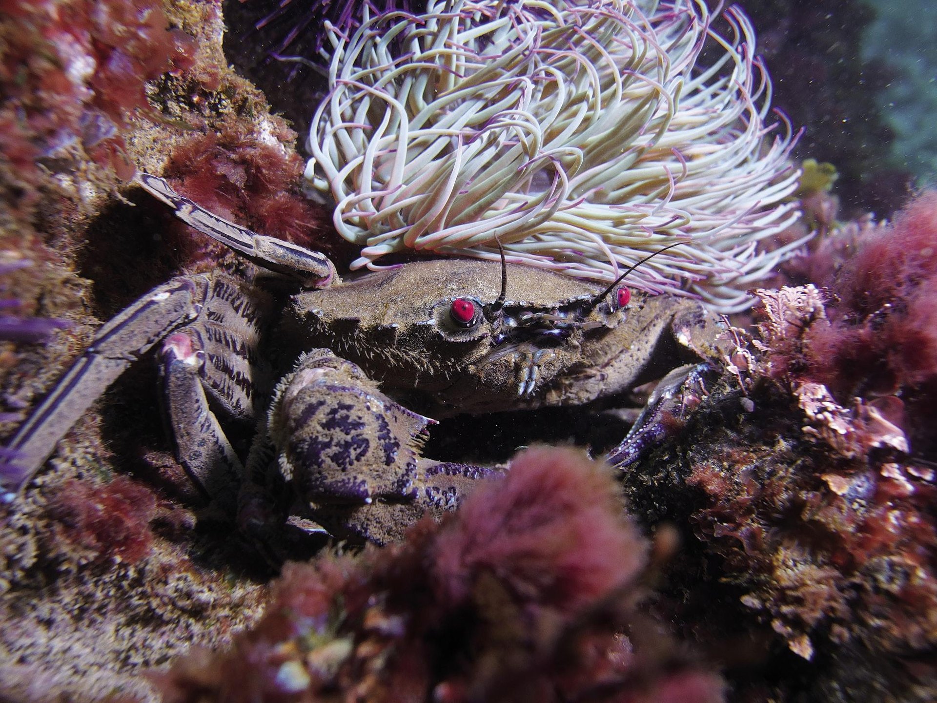 Nekora (Necora puber)