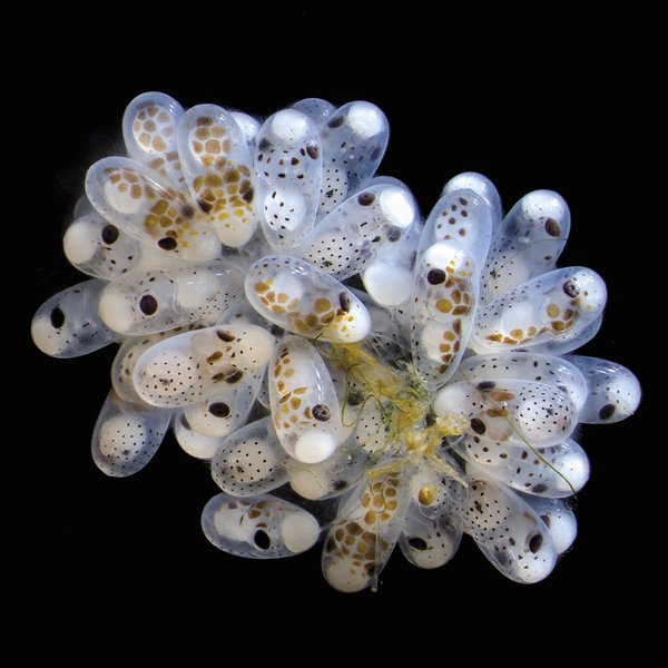 Olagarro-arrautzak (Octopus hummelincki)