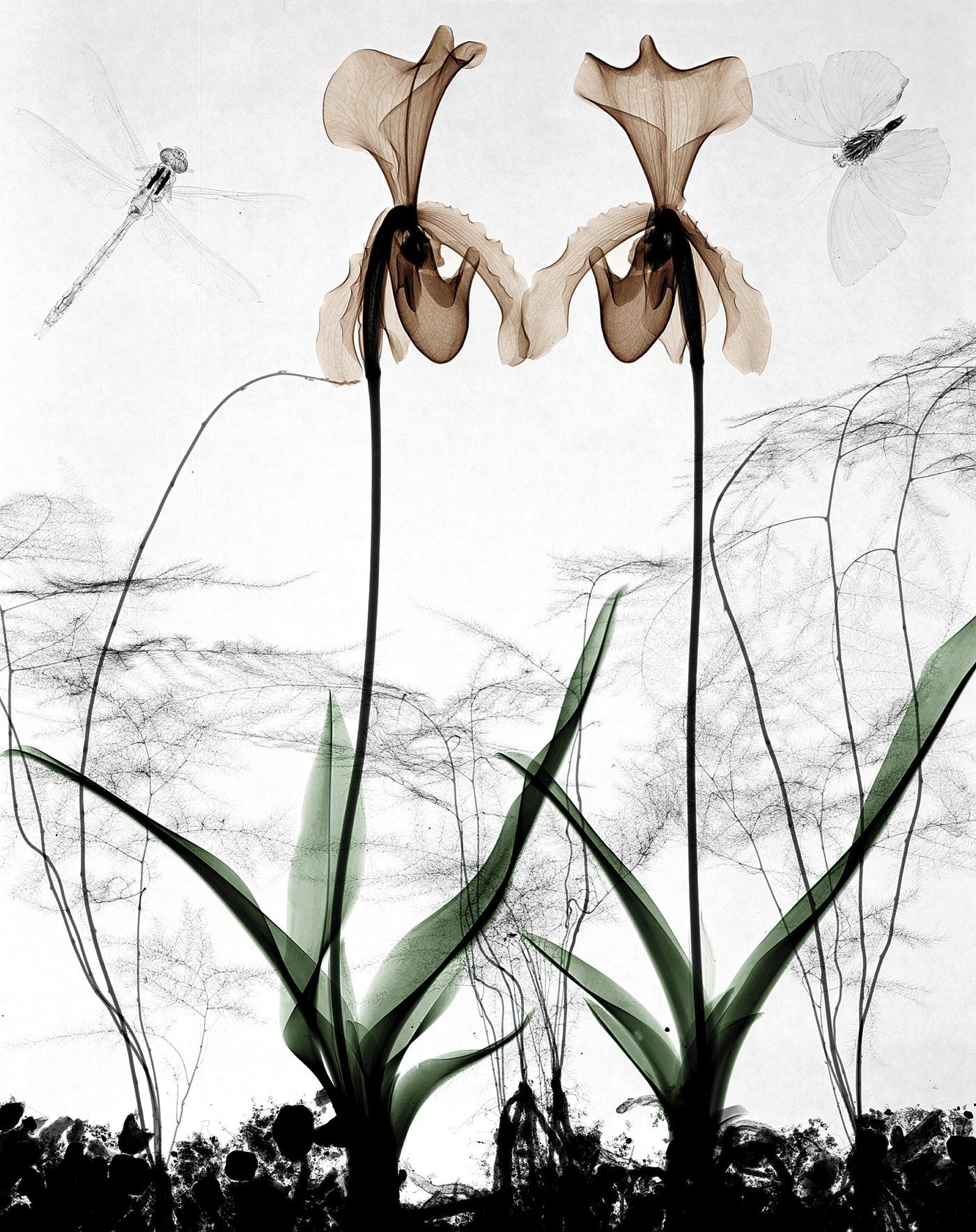 Orkideoak_Erradiografia13