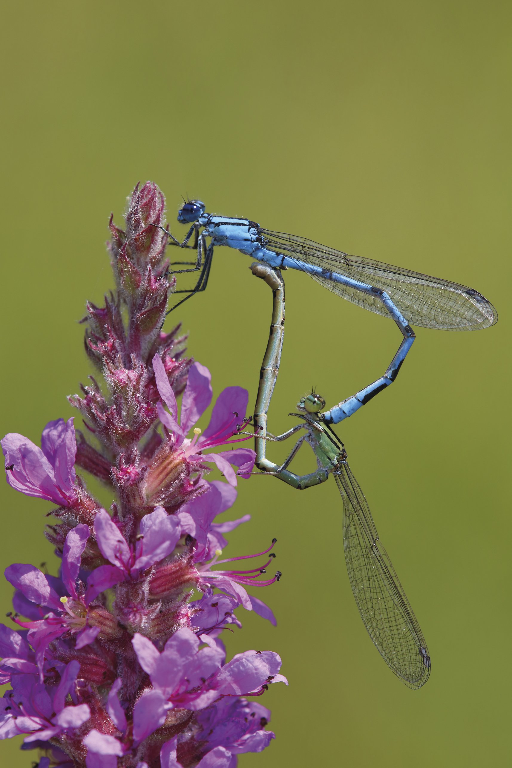 Orratzontzi perretxikoduna (Enallagma cyathigerum) Orratzontzi perretxikoduna (Enallagma cyathigerum)