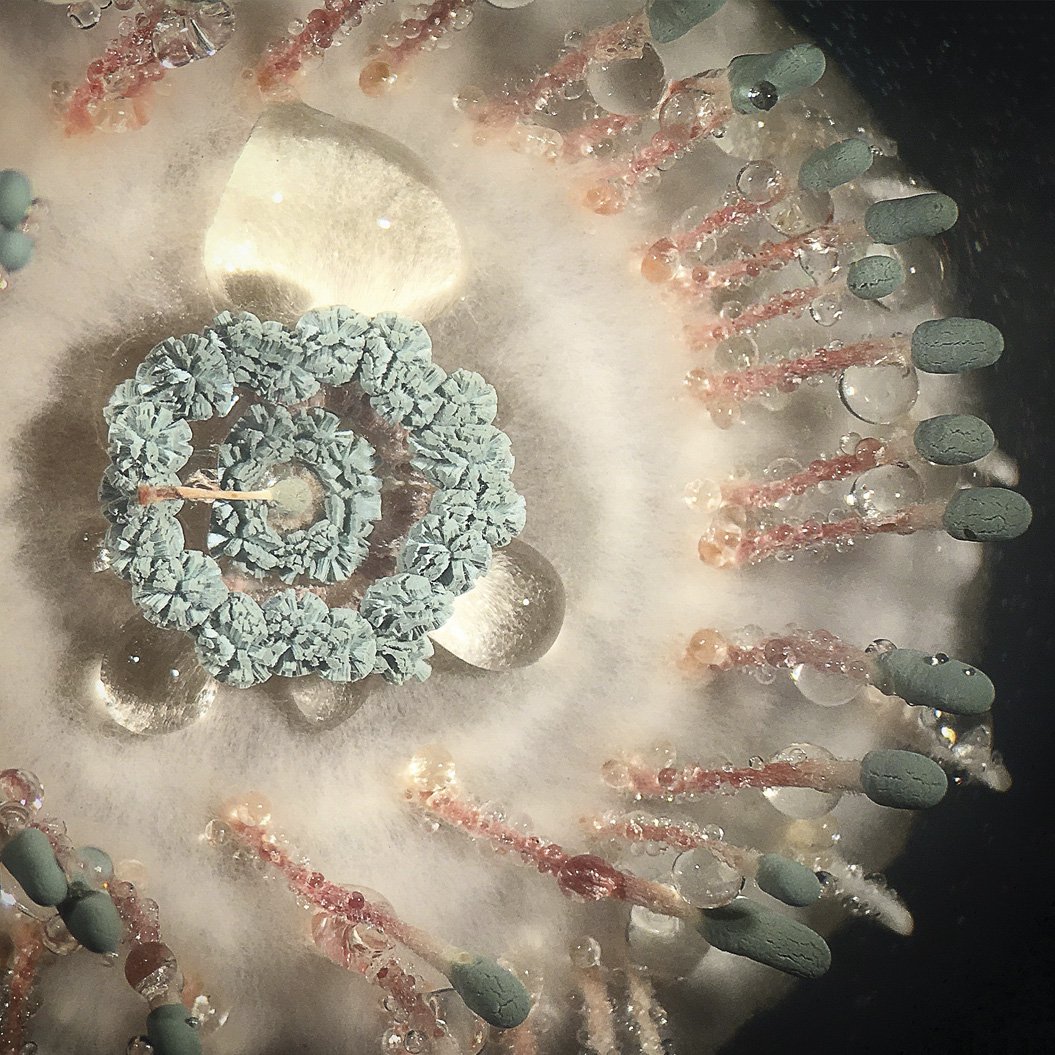 Penicillium vulpinum lizuna