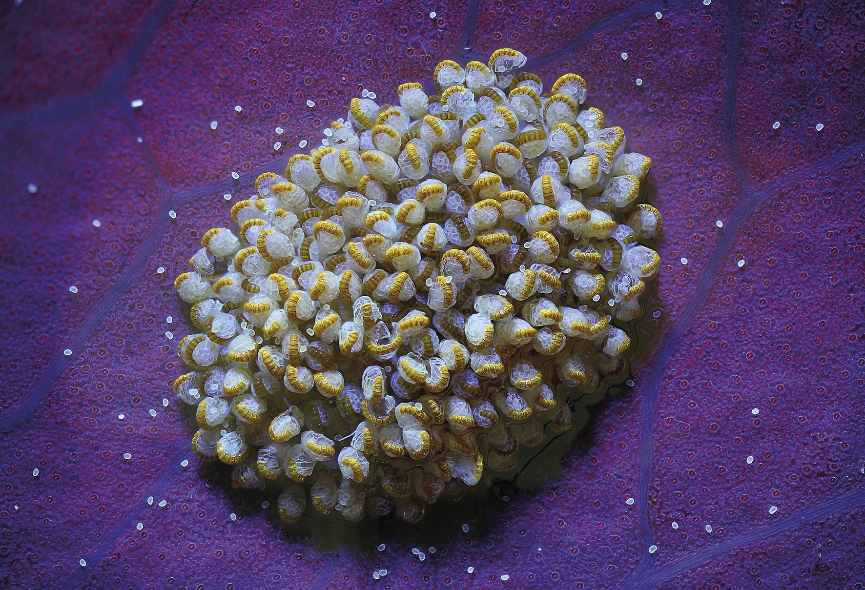 Phlebodium aureum iratzearen soro bat Phlebodium aureum iratzearen soro bat