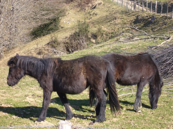 Non geratu dira zaldiak?
