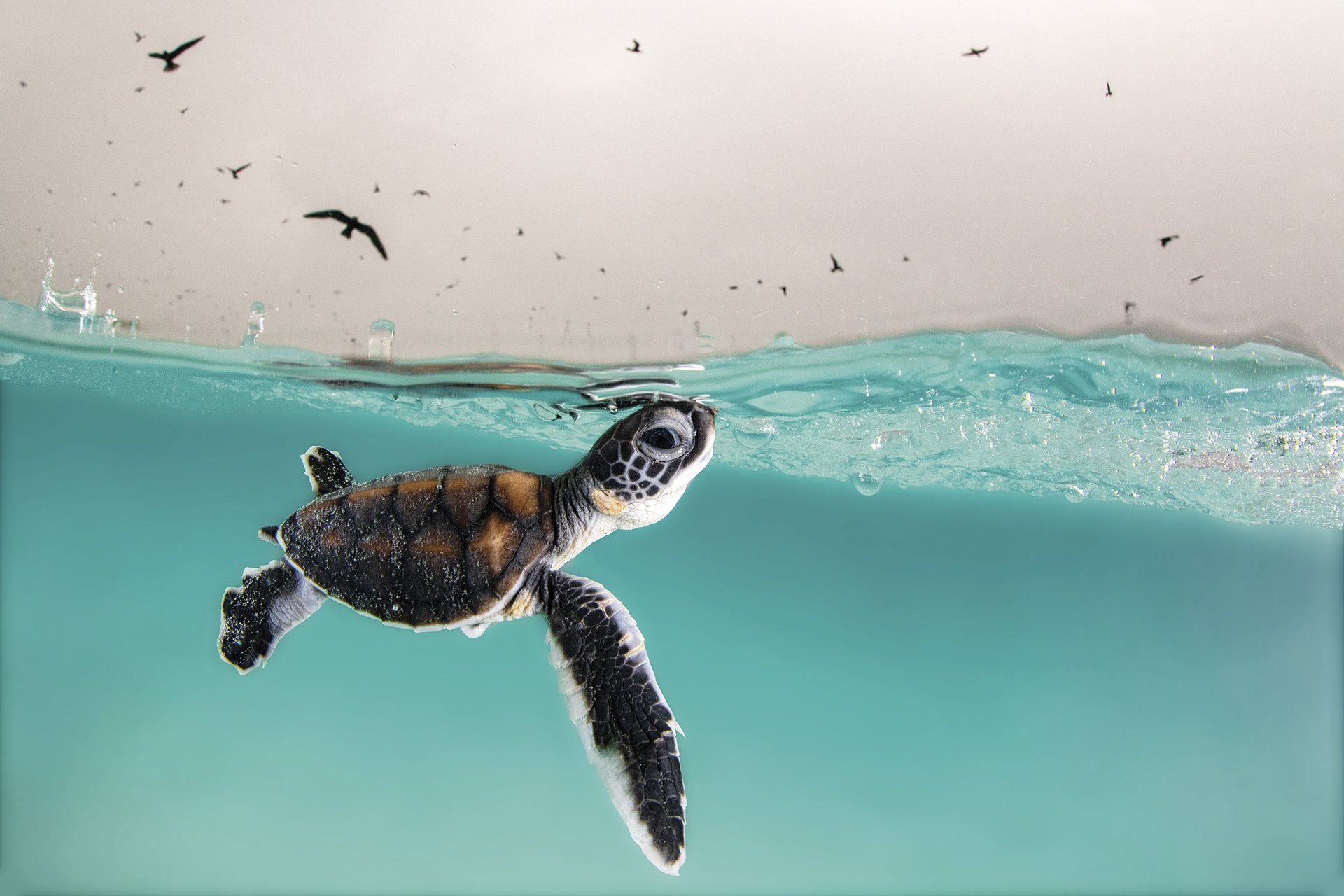 Probabilitate guztien aurka (Against All Odds)