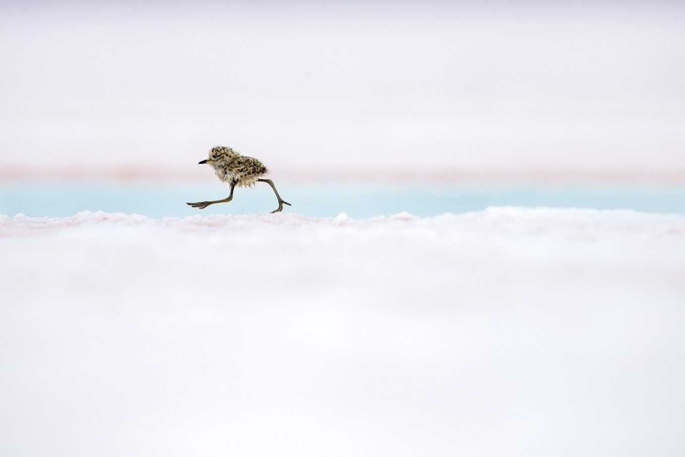 Quickstep argentinarra (Argentine Quickstep) Quickstep argentinarra (Argentine Quickstep)