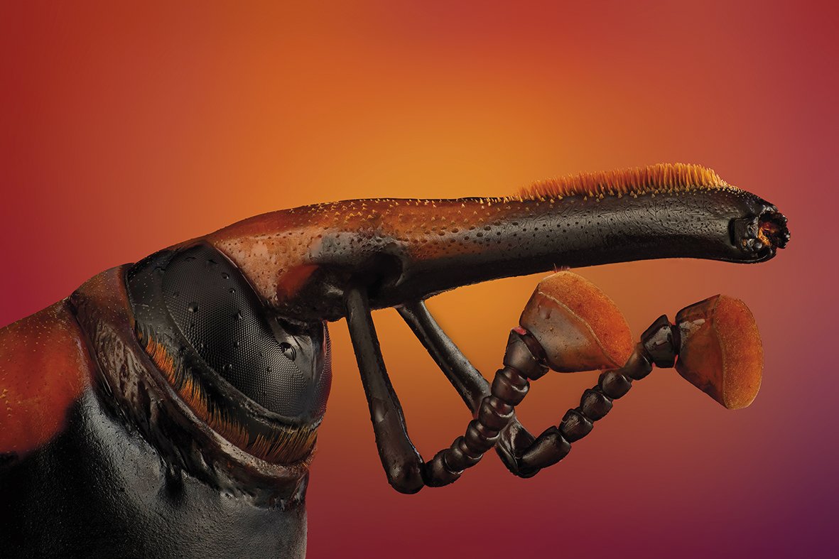 Rhynchophorus ferrugineus gurgurioaren aurrealdea