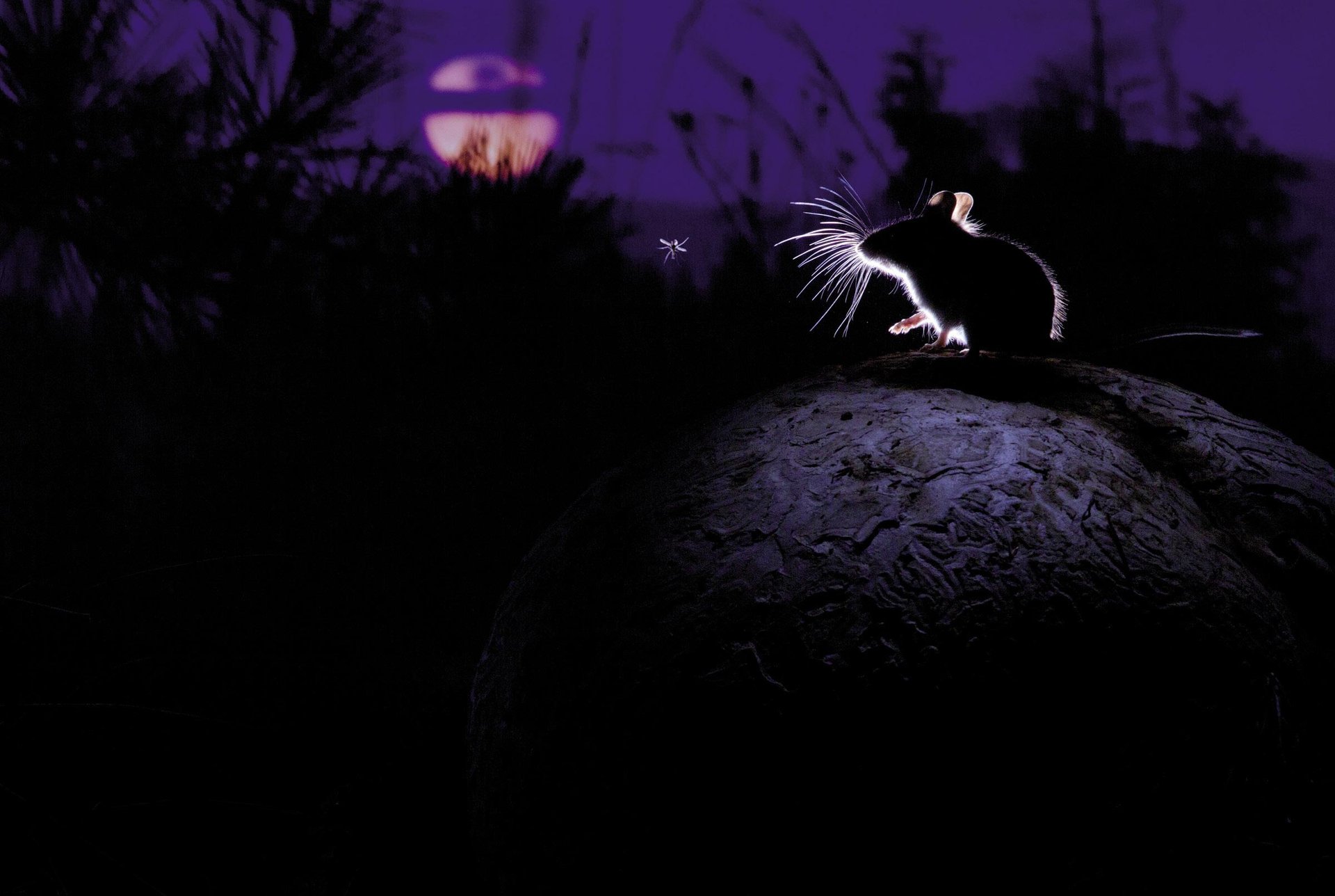Sagua, Ilargia eta eltxoa (The mouse, the moon and the mosquito)
