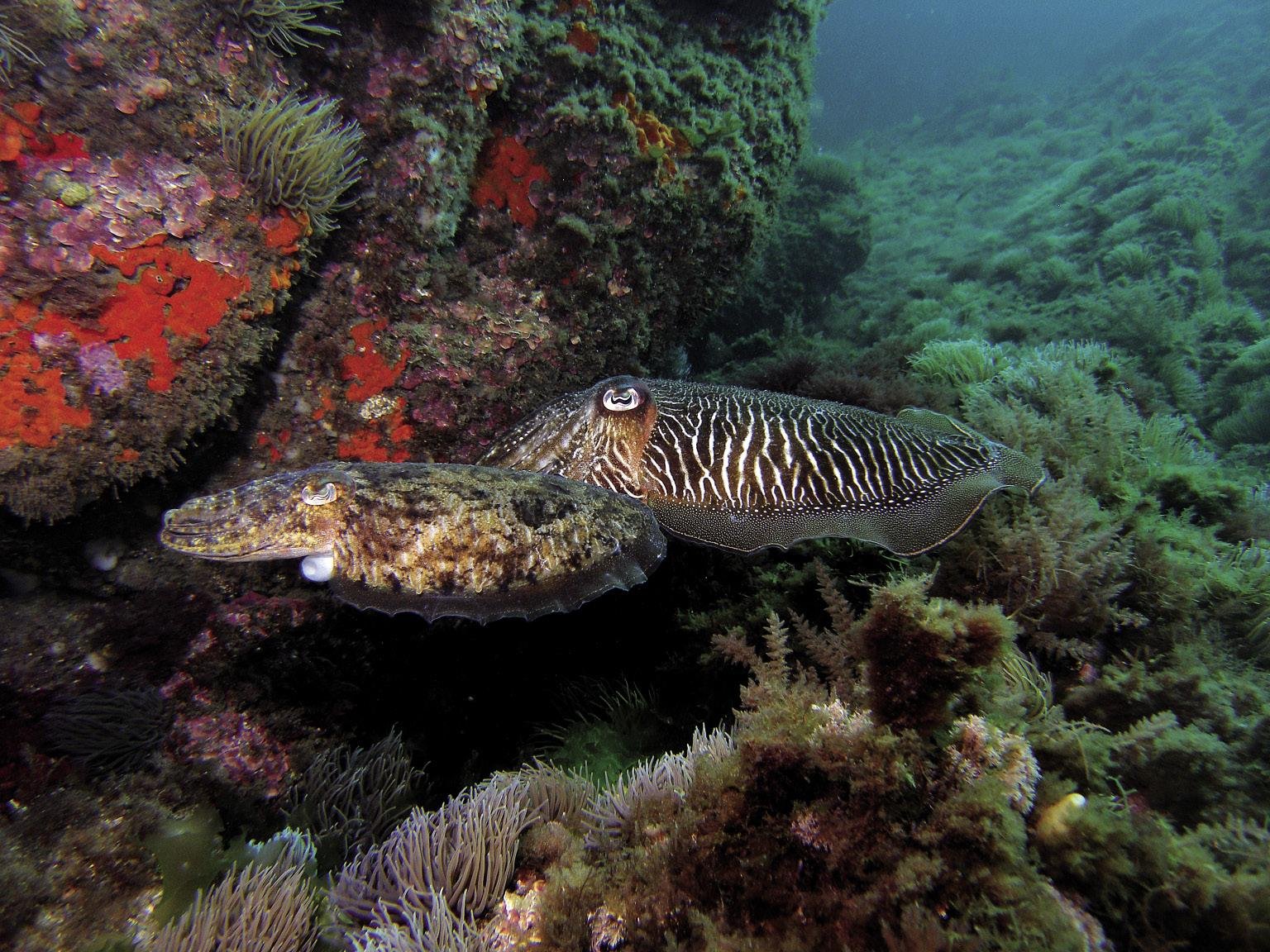 Sepia (Sepia officinalis)