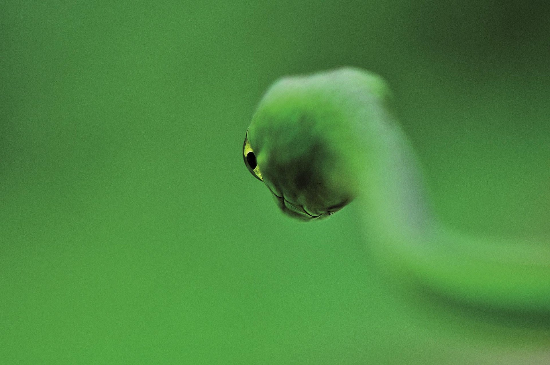 Suge berdea (Divine snake)