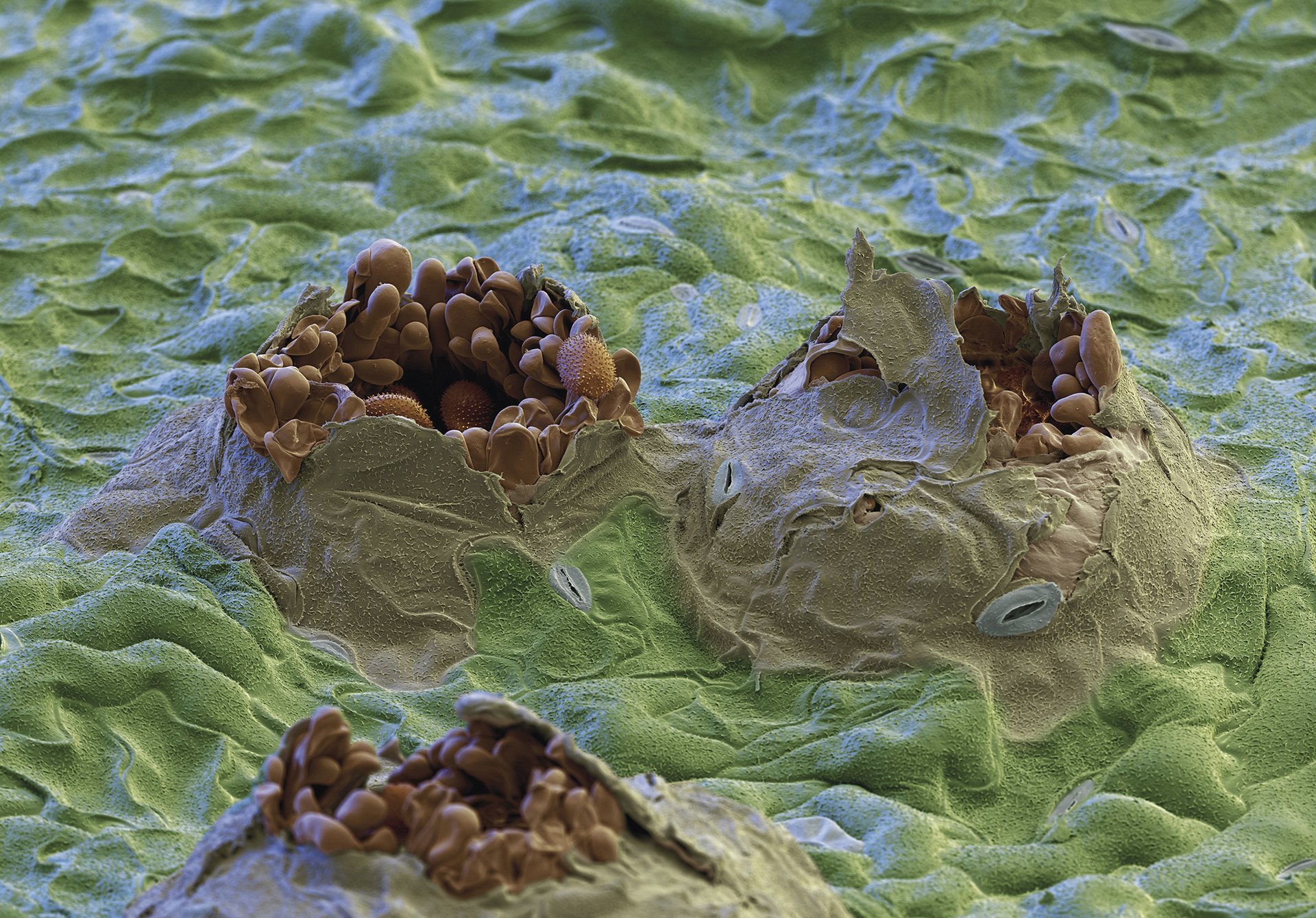 Sumendiak soja-hostoetan