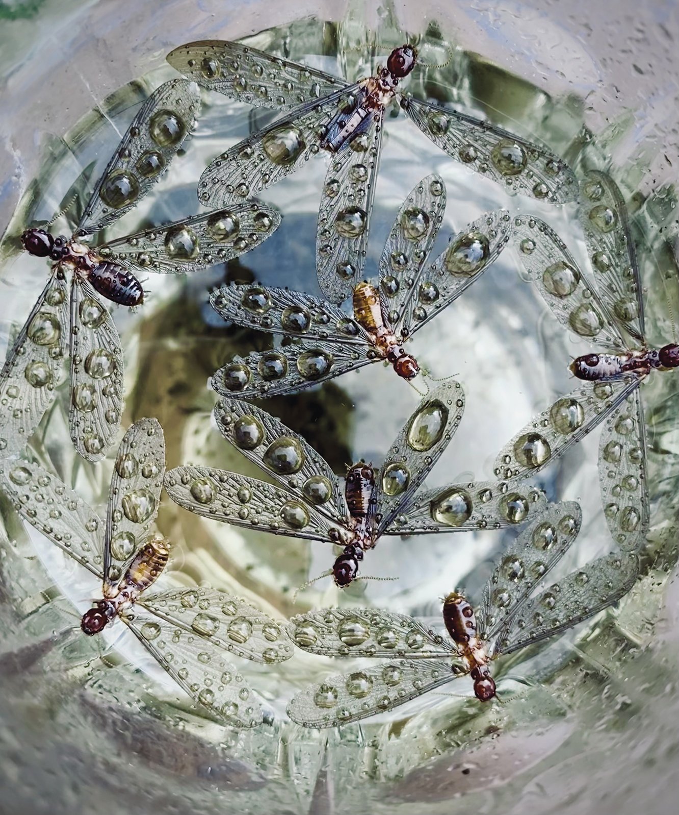 Tantak hegoetan Tantak hegoetan