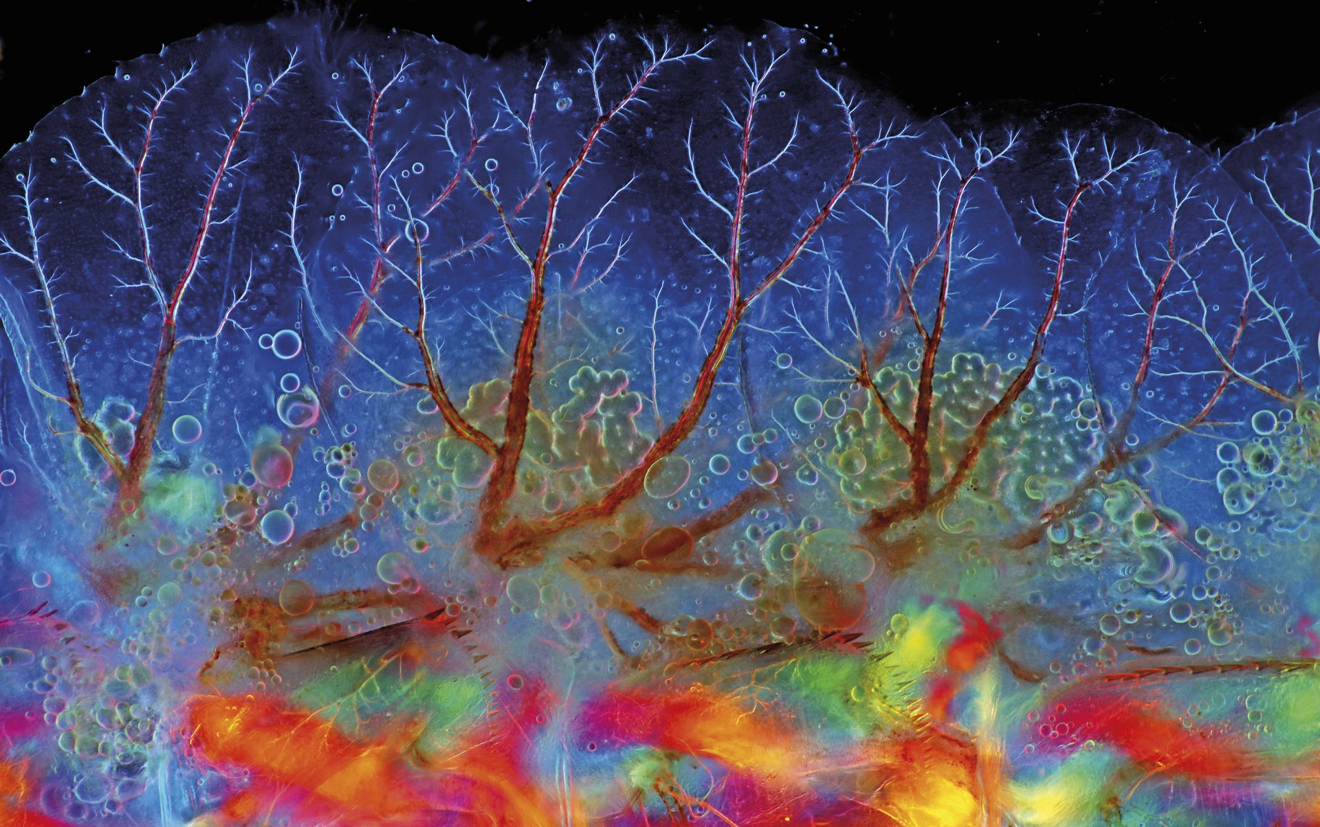 Trakeak eta trakeoloak efemeroptero-larba baten brankietan Trakeak eta trakeoloak efemeroptero-larba baten brankietan