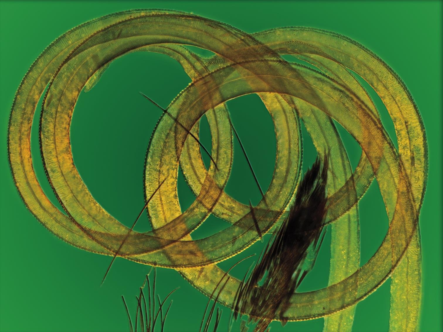 Tximeleta-mihia (x5)