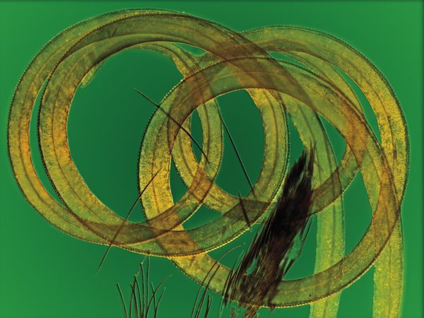 Tximeleta-mihia (x5)
