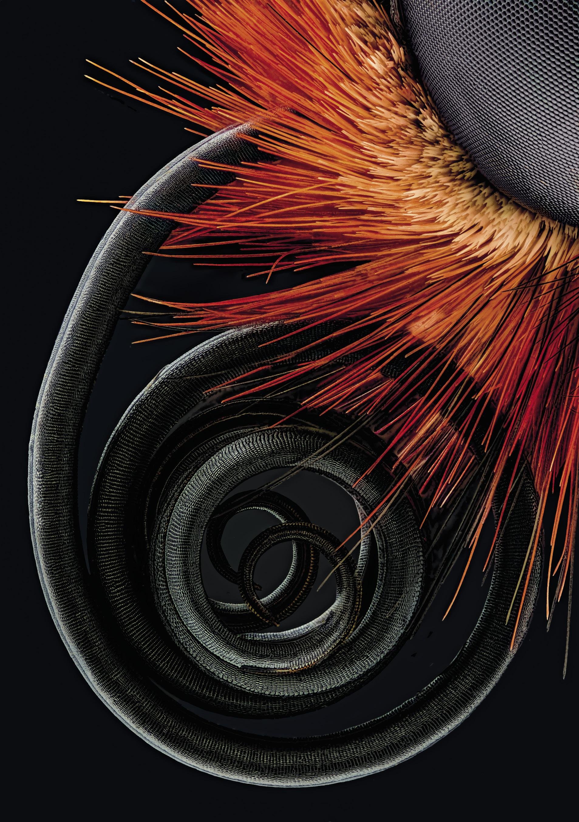 Tximeletaren proboszidea