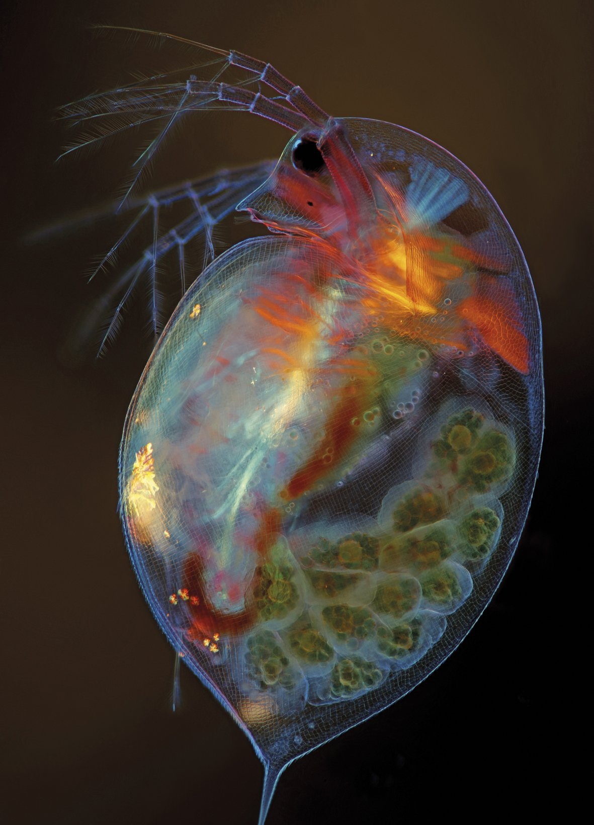 Ur-arkakuso bat (Daphnia magna), umedun